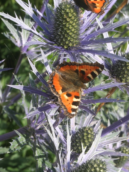 Pflanzenbild gross Alpen-Mannstreu - Eryngium alpinum