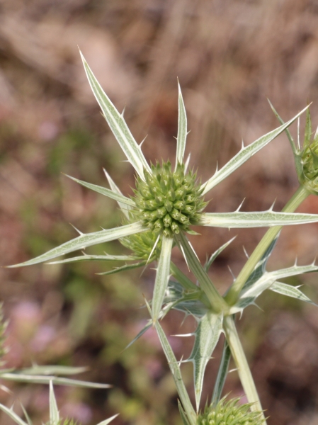 Pflanzenbild gross Feld-Mannstreu - Eryngium campestre