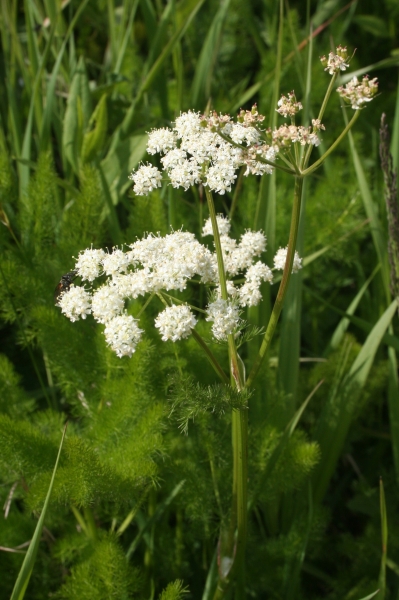 Pflanzenbild gross Bärenwurz - Meum athamanticum