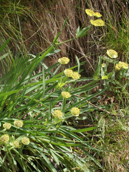 Pflanzenbild gross Sternblütiges Hasenohr - Bupleurum stellatum
