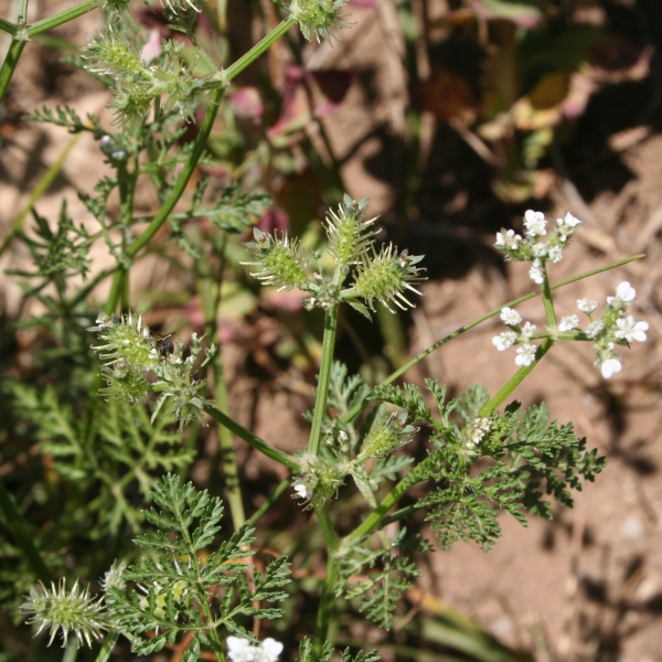 Pflanzenbild gross Möhren-Haftdolde - Caucalis platycarpos