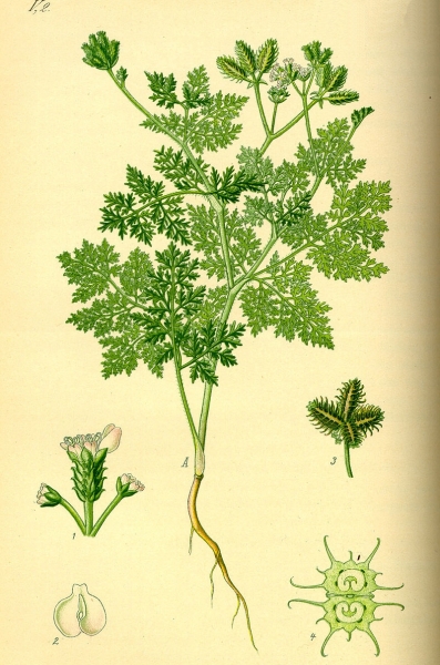 Pflanzenbild gross Möhren-Haftdolde - Caucalis platycarpos