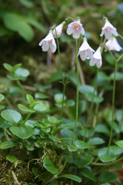 Pflanzenbild gross Moosglöckchen - Linnaea borealis