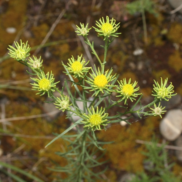Pflanzenbild gross Gold-Aster - Aster linosyris