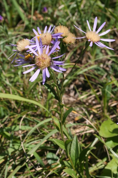 Pflanzenbild gross Berg-Aster - Aster amellus