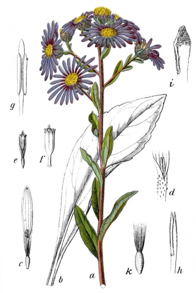 Pflanzenbild gross Berg-Aster - Aster amellus