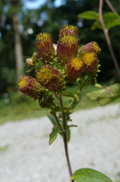 Pflanzenbild gross Dürrwurz-Alant - Inula conyzae