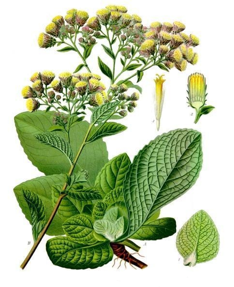Pflanzenbild gross Dürrwurz-Alant - Inula conyzae
