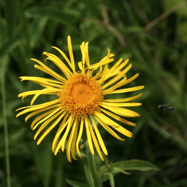 Pflanzenbild gross Weiden-Alant - Inula salicina