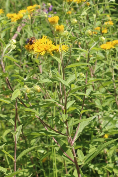 Pflanzenbild gross Schweizer Alant - Inula helvetica