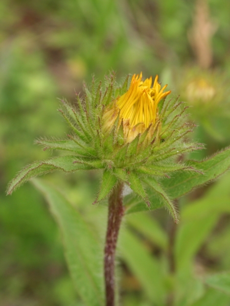 Pflanzenbild gross Rauer Alant - Inula hirta