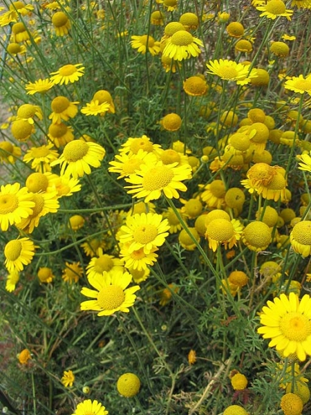 Pflanzenbild gross Färber-Hundskamille - Anthemis tinctoria