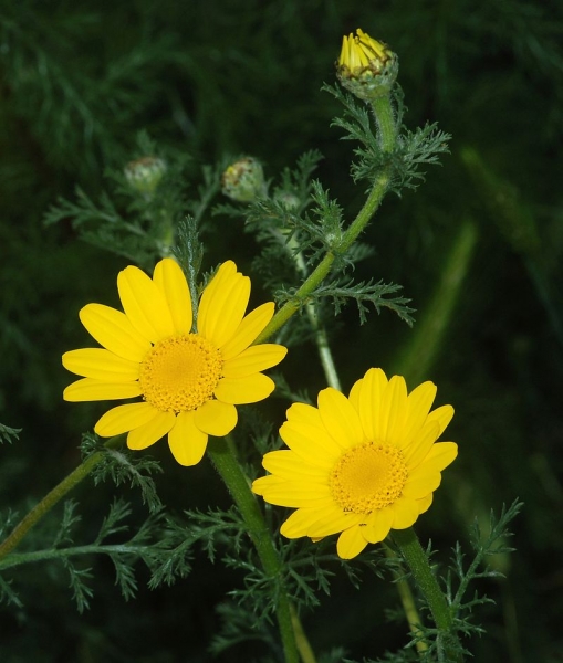 Pflanzenbild gross Färber-Hundskamille - Anthemis tinctoria