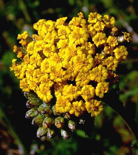 Pflanzenbild gross Gelbe Schafgarbe - Achillea tomentosa