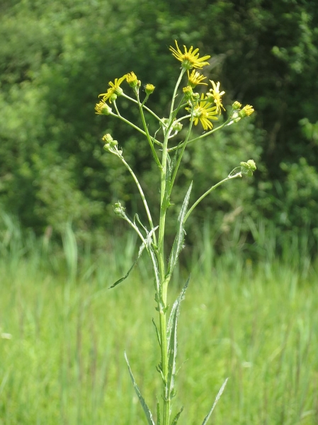 Pflanzenbild gross Sumpf-Greiskraut - Senecio paludosus