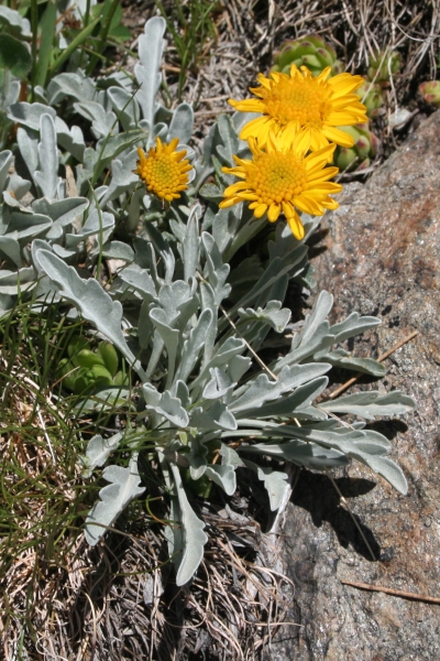 Pflanzenbild gross Hallers Greiskraut - Senecio halleri