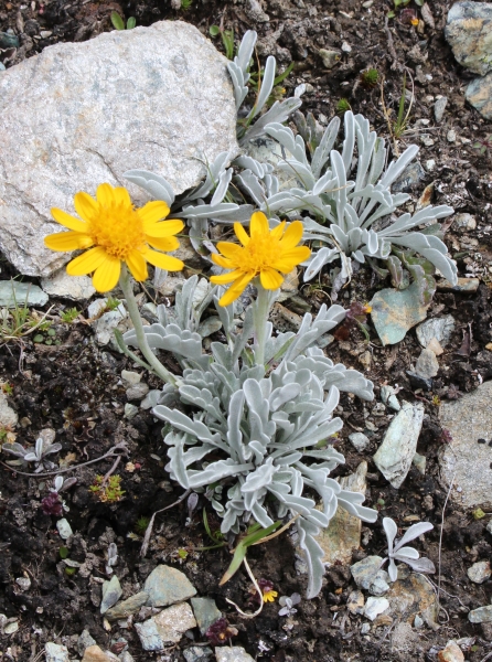 Pflanzenbild gross Hallers Greiskraut - Senecio halleri