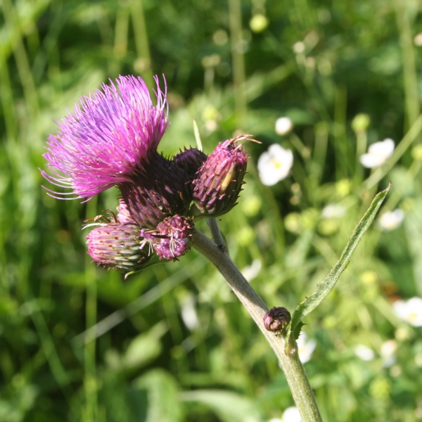 Pflanzenbild gross Bach-Kratzdistel - Cirsium rivulare