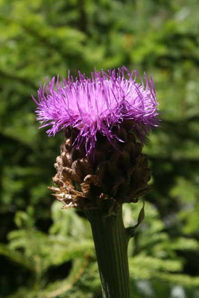 Pflanzenbild gross Alpen-Bergscharte - Stemmacantha rhapontica