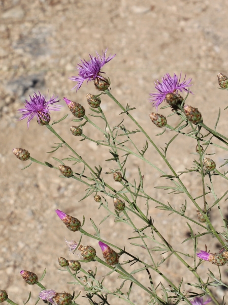 Pflanzenbild gross Walliser Flockenblume - Centaurea valesiaca