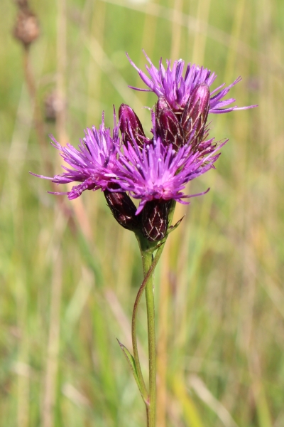 Pflanzenbild gross Gewöhnliche Färber-Scharte - Serratula tinctoria subsp. tinctoria