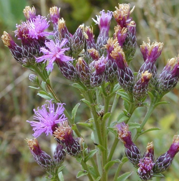 Pflanzenbild gross Gewöhnliche Färber-Scharte - Serratula tinctoria subsp. tinctoria
