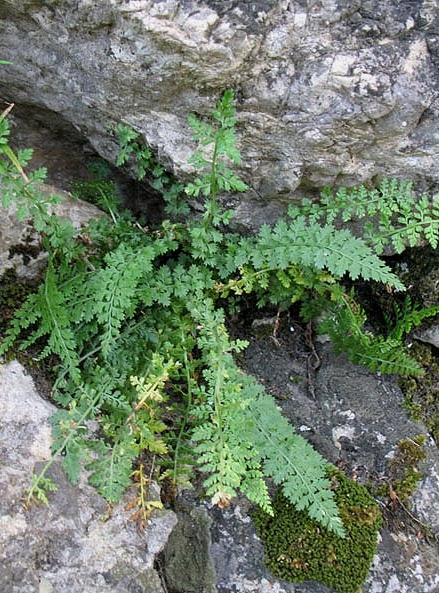 Pflanzenbild gross Quell-Streifenfarn - Asplenium fontanum