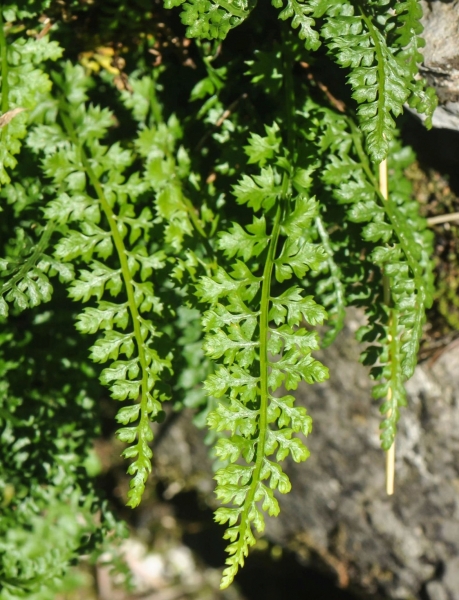 Pflanzenbild gross Quell-Streifenfarn - Asplenium fontanum