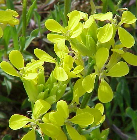 Pflanzenbild gross Schweizer Schöterich - Erysimum rhaeticum aggr.