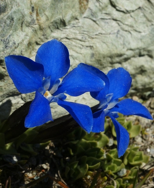 Pflanzenbild gross Schleichers Enzian - Gentiana schleicheri