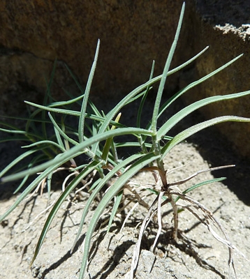 Pflanzenbild gross Zweizeiliger Goldhafer - Trisetum distichophyllum