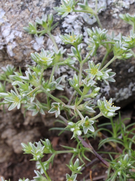 Pflanzenbild gross Ausdauernder Knäuel - Scleranthus perennis