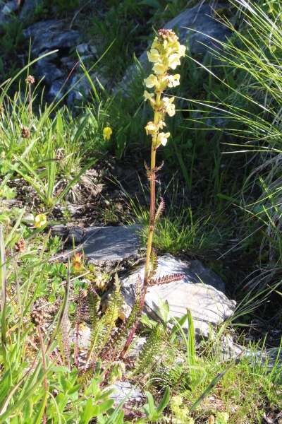 Pflanzenbild gross Aufsteigendes Läusekraut - Pedicularis ascendens