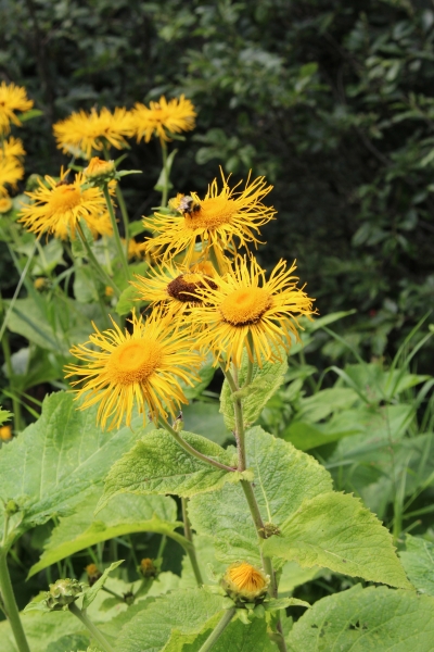 Pflanzenbild gross Grosses Rindsauge - Telekia speciosa