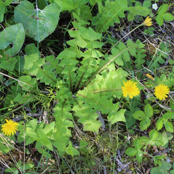 Pflanzenbild gross Hainlattich - Aposeris foetida