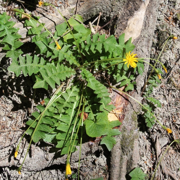 Pflanzenbild gross Hainlattich - Aposeris foetida