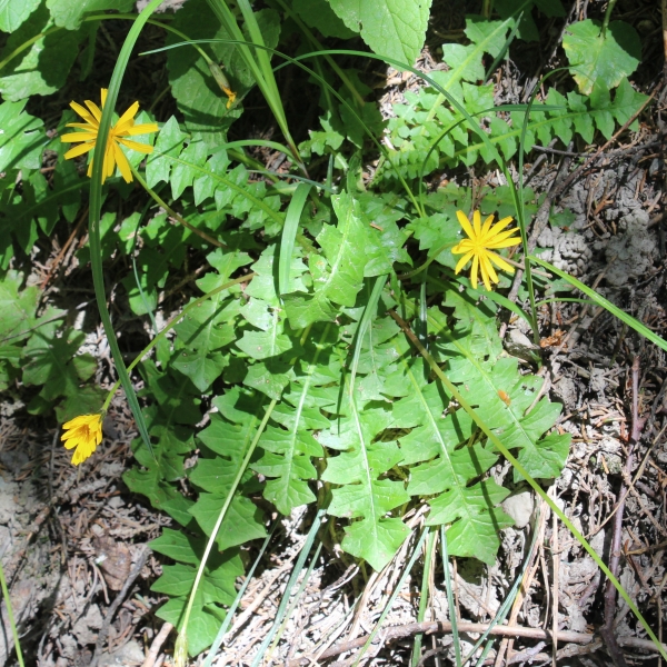 Pflanzenbild gross Hainlattich - Aposeris foetida