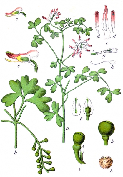 Pflanzenbild gross Klimmender Erdrauch - Fumaria capreolata