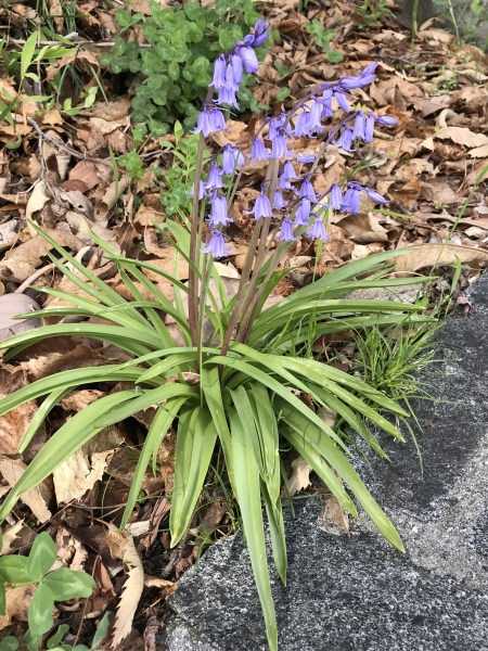 Pflanzenbild gross Hasenglöckchen - Hyacinthoides non-scripta