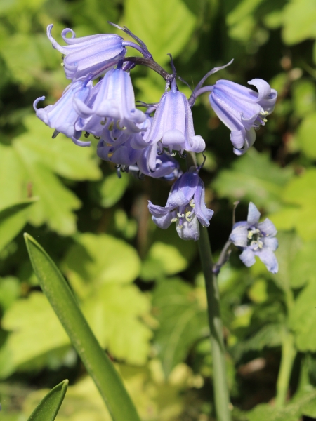Pflanzenbild gross Hasenglöckchen - Hyacinthoides non-scripta