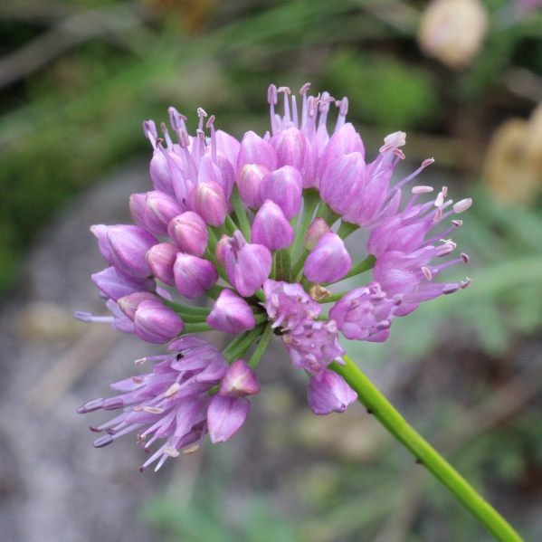 Pflanzenbild gross Berg-Lauch - Allium lusitanicum