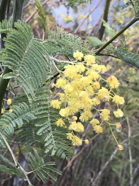 Pflanzenbild gross Falsche Mimose - Acacia dealbata