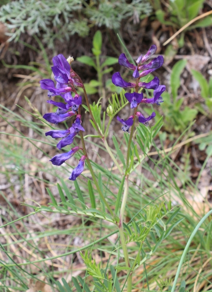 Pflanzenbild gross Esparsetten-Wicke - Vicia onobrychioides