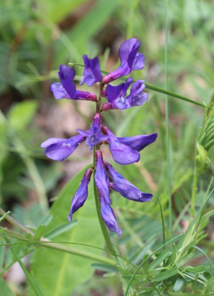 Pflanzenbild gross Esparsetten-Wicke - Vicia onobrychioides