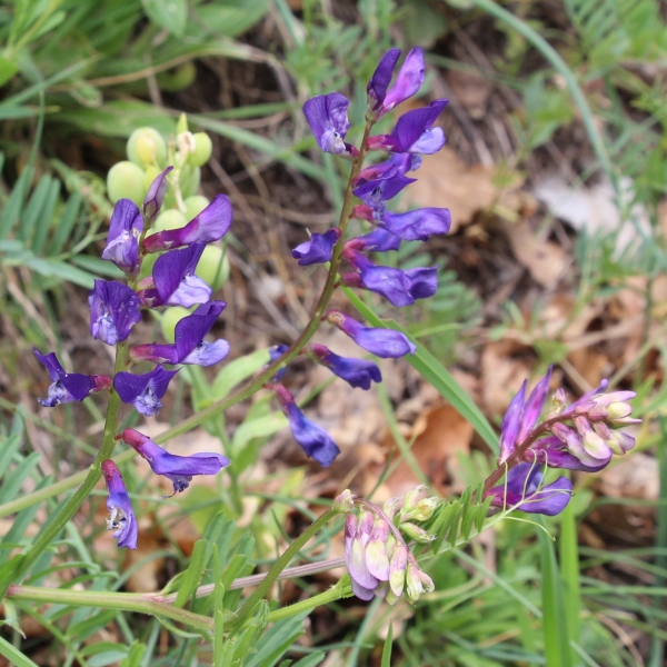 Pflanzenbild gross Esparsetten-Wicke - Vicia onobrychioides