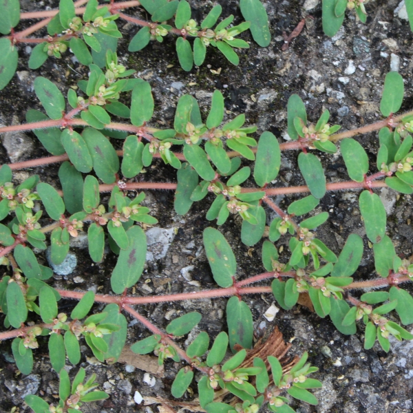 Pflanzenbild gross Gefleckte Wolfsmilch - Euphorbia maculata