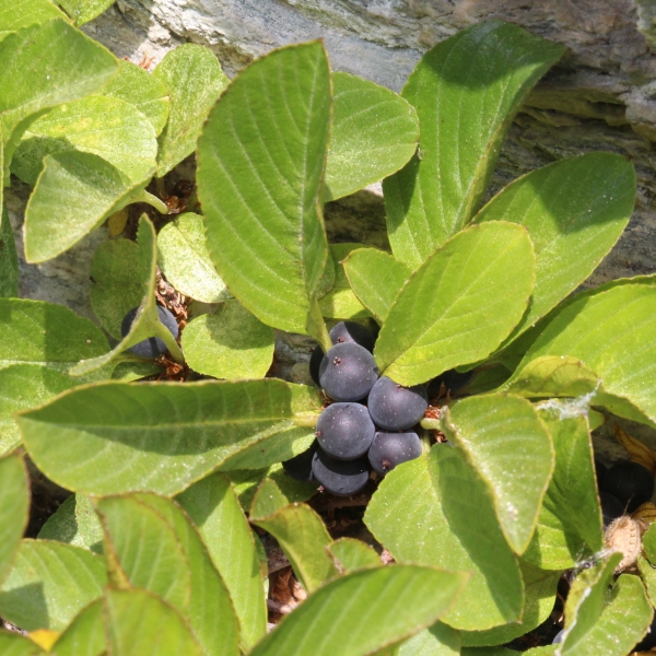Pflanzenbild gross Zwerg-Kreuzdorn - Rhamnus pumila