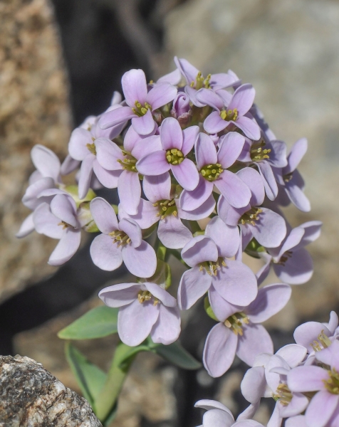 Pflanzenbild gross Doldentraubiges Rundblättriges Täschelkraut - Thlaspi rotundifolium subsp. corymbosum