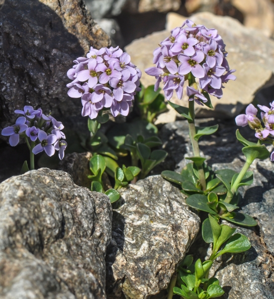 Pflanzenbild gross Doldentraubiges Rundblättriges Täschelkraut - Thlaspi rotundifolium subsp. corymbosum