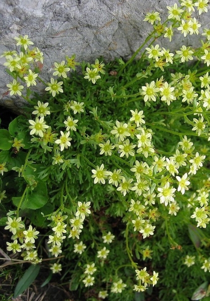 Pflanzenbild gross Moschus-Steinbrech - Saxifraga exarata subsp. moschata
